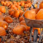 The Coolest Pumpkin Patches Around the World