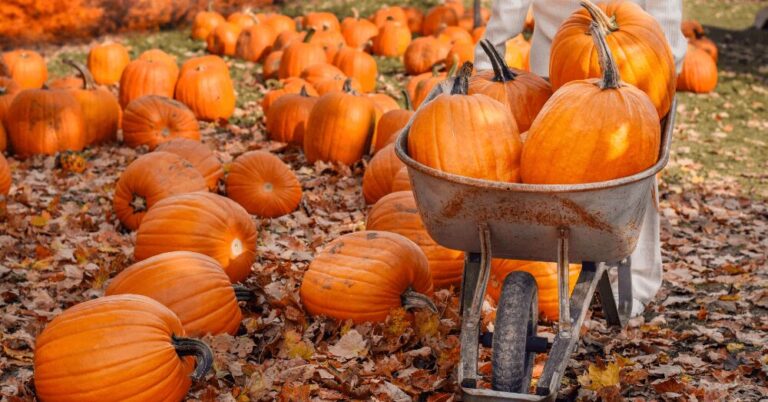 The Coolest Pumpkin Patches Around the World